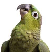 parrot